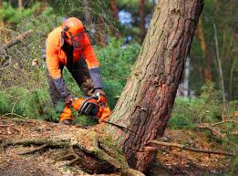 Best Utility Line Clearance  in Canadian, TX