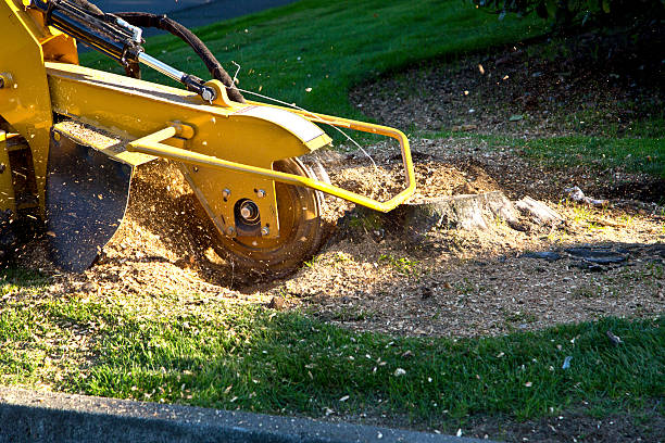 Best Tree Mulching  in Canadian, TX