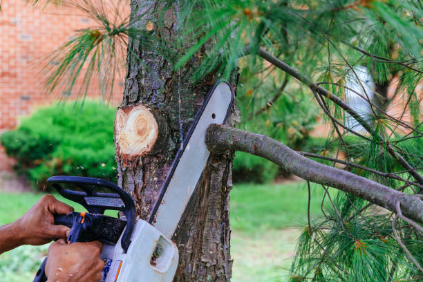 Best Tree Maintenance Programs  in Canadian, TX